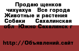 Продаю щенков чихуахуа - Все города Животные и растения » Собаки   . Сахалинская обл.,Южно-Сахалинск г.